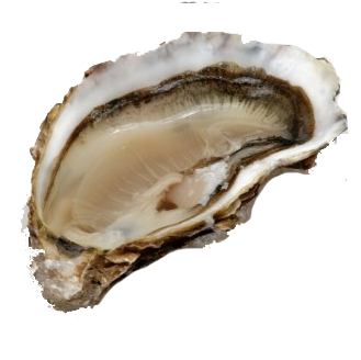 LIVE NZ PACIFIC OYSTERS - Standard - M&C ASIA