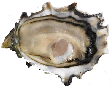 nz oyster hong kong M&C Asia - M&C ASIA