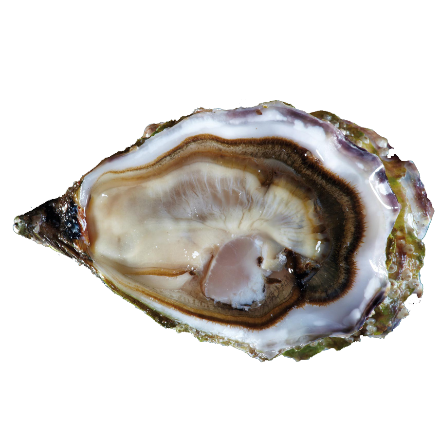 Ostra Regal Oysters Hong Kong Home Delivery